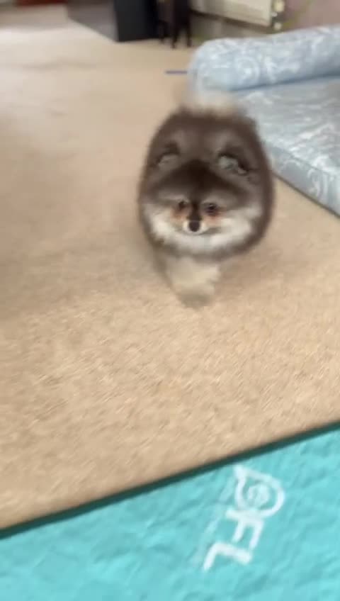 Pomeranian dogs for sale: Luxurious Tiny Pomeranian Puppies - Video 4