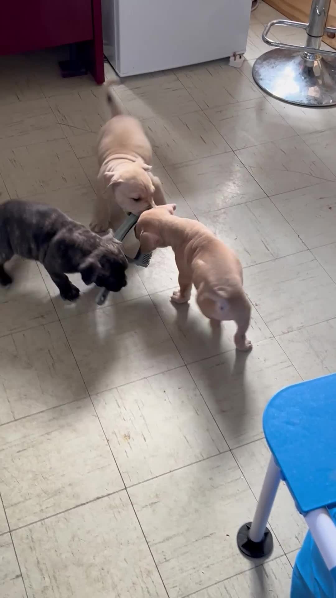 Mixed Breed dogs for sale: Pocket bully (mom) x staffy - Video 1