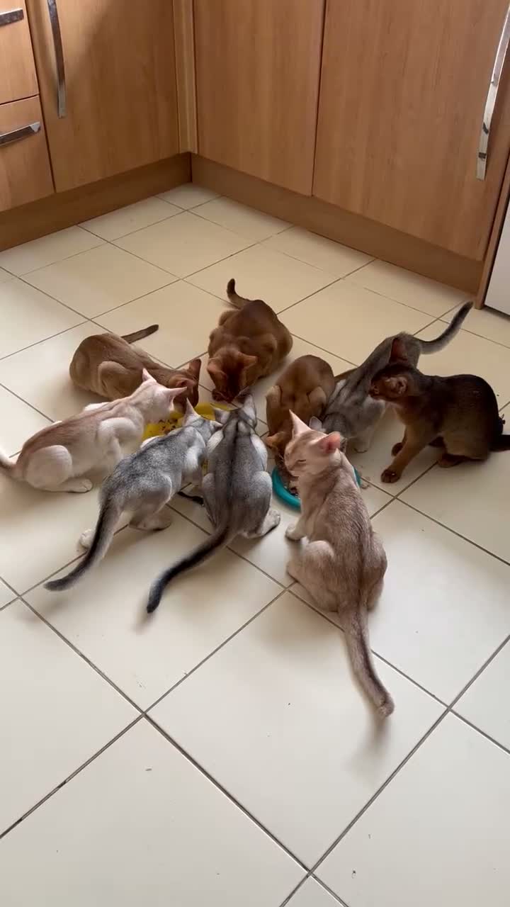 Abyssinian cats for sale: Silver Abyssinian kittens  - Video 2