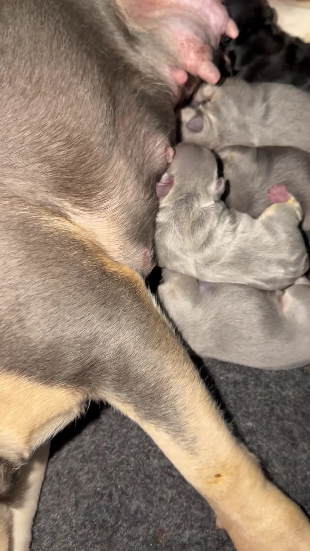 French Bulldog dogs for sale: French bulldog puppies - Video 1