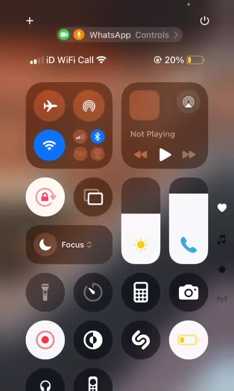 Lizard reptiles for sale: Sully european green lizard and full set up  - Video 1