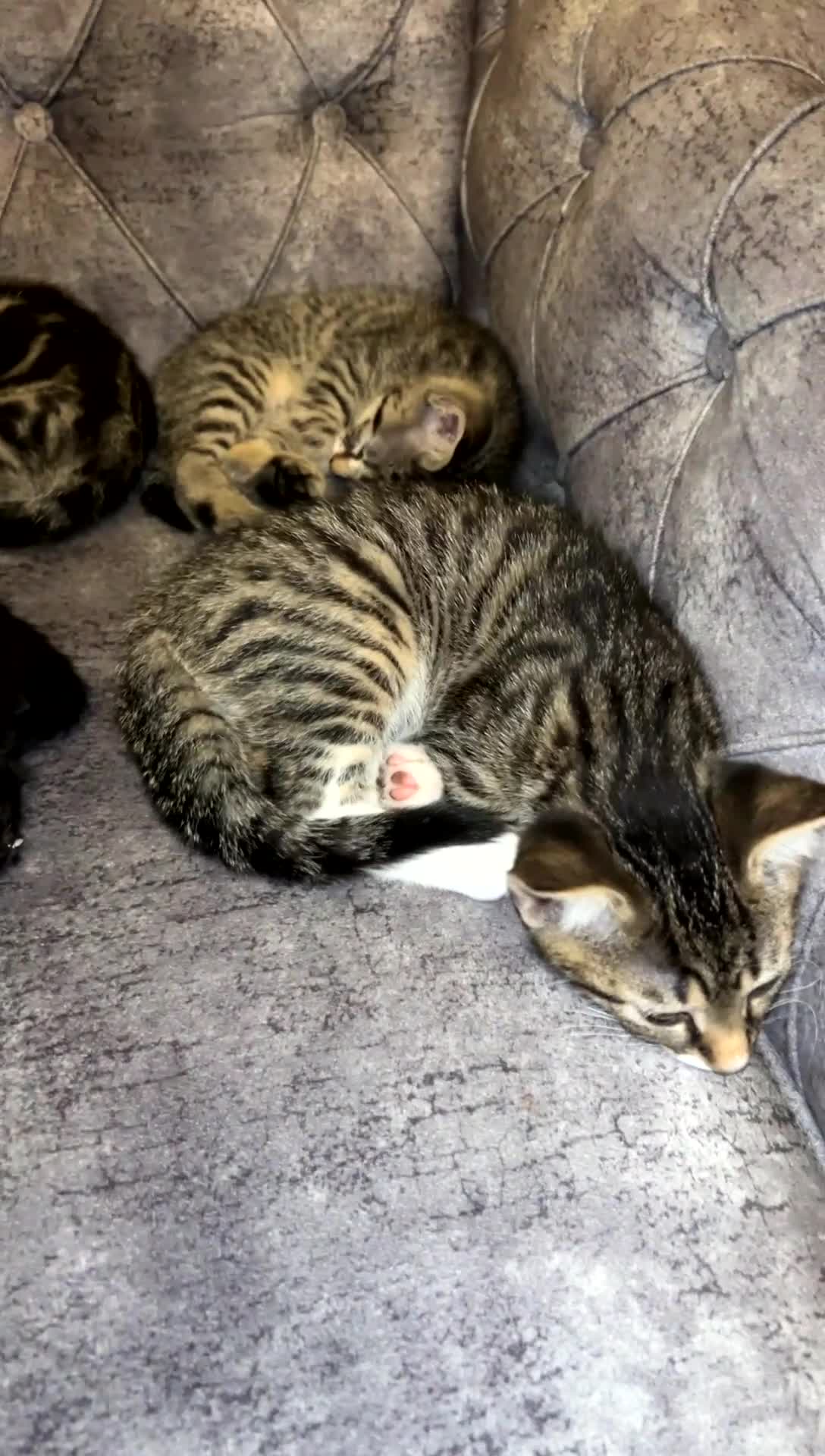 Domestic Shorthair cats for sale: Stunning tabby kittens - Video 1