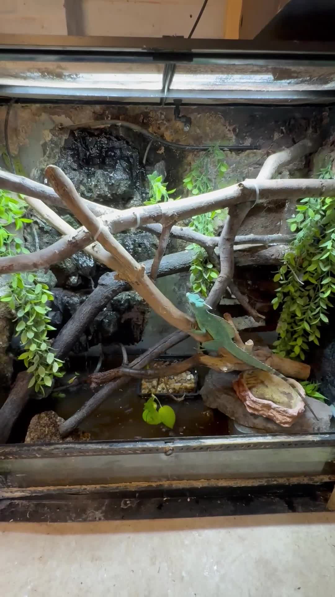 Lizard reptiles for sale: Green Basilisk - Video 1