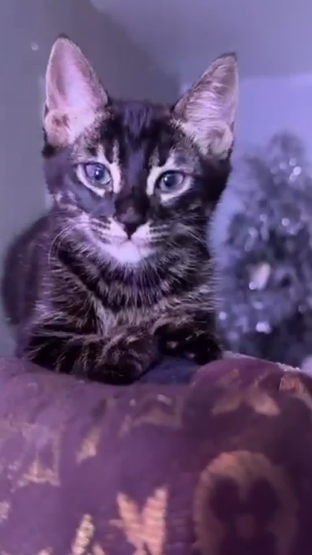 Mixed Breed cats for sale: Rare black blue eye bengal kittens - Video 5