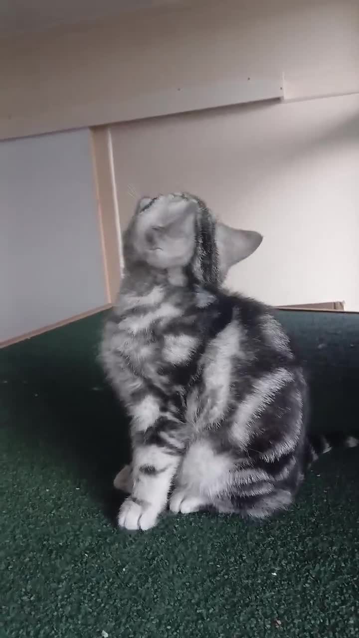 British Shorthair cats for sale:  Bsh.Silver Classic Tabby. GCCF - Video 2