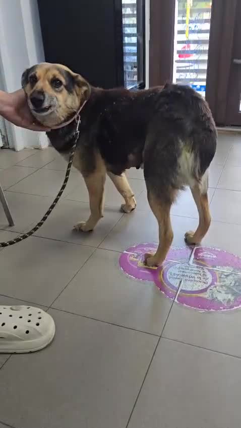 Mixed Breed dogs for adoption: ANNIE - a Superb Smart Girl, for a Loving Home - Video 2