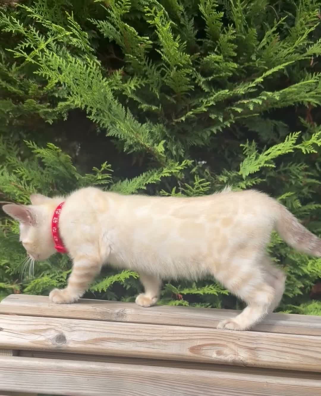Bengal cats for sale: Nala’s Bengal kitten ready for new home  in Pinner - Video 2