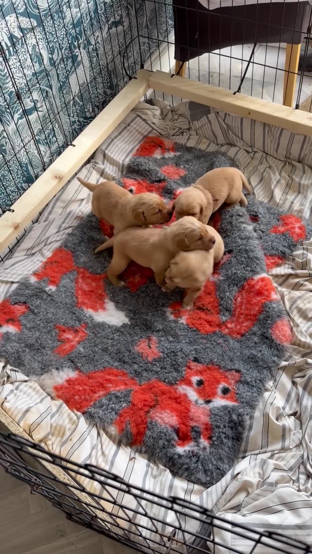 Labrador Retriever dogs for sale: Beautiful KC Registered yellow/fox read labs - Video 1