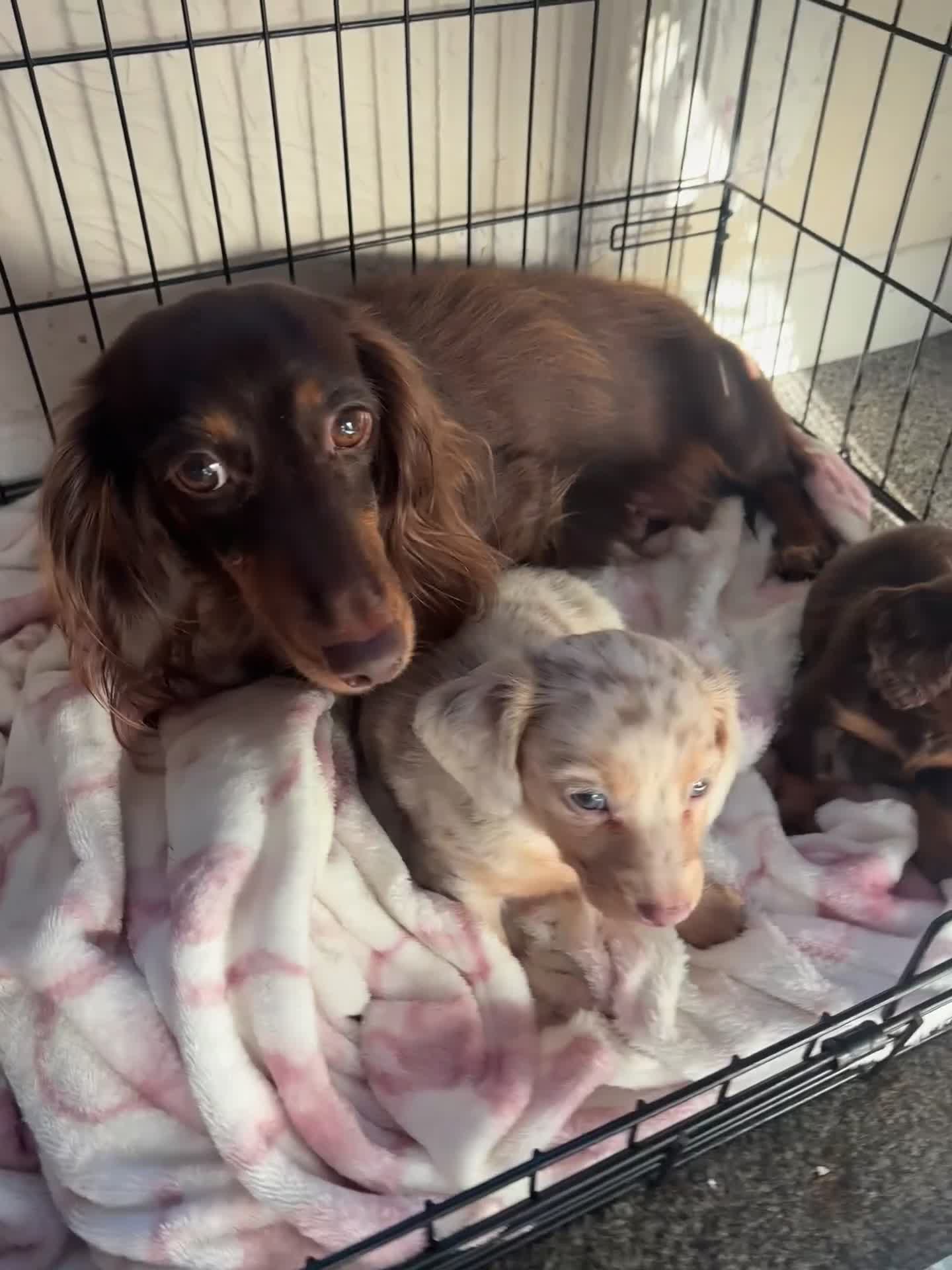 Dachshund dogs for sale: Miniature dachshund  - Video 1