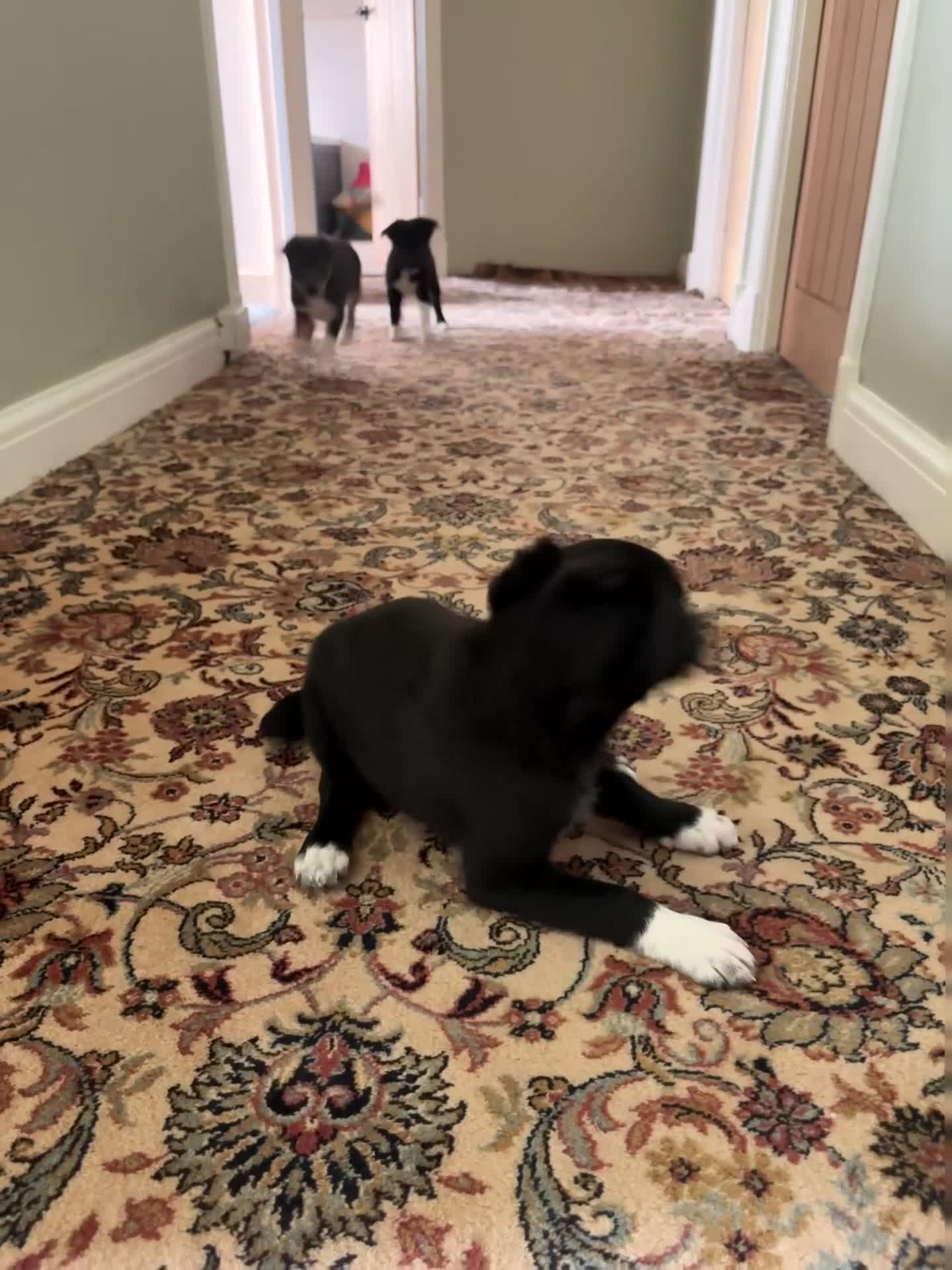 Smooth Collie dogs for sale: 3 sheepdog puppies from good working stock in Ammanford - Video 1