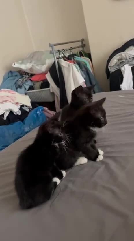 Mixed Breed cats for sale: Two kittens to go to a good home - Video 1