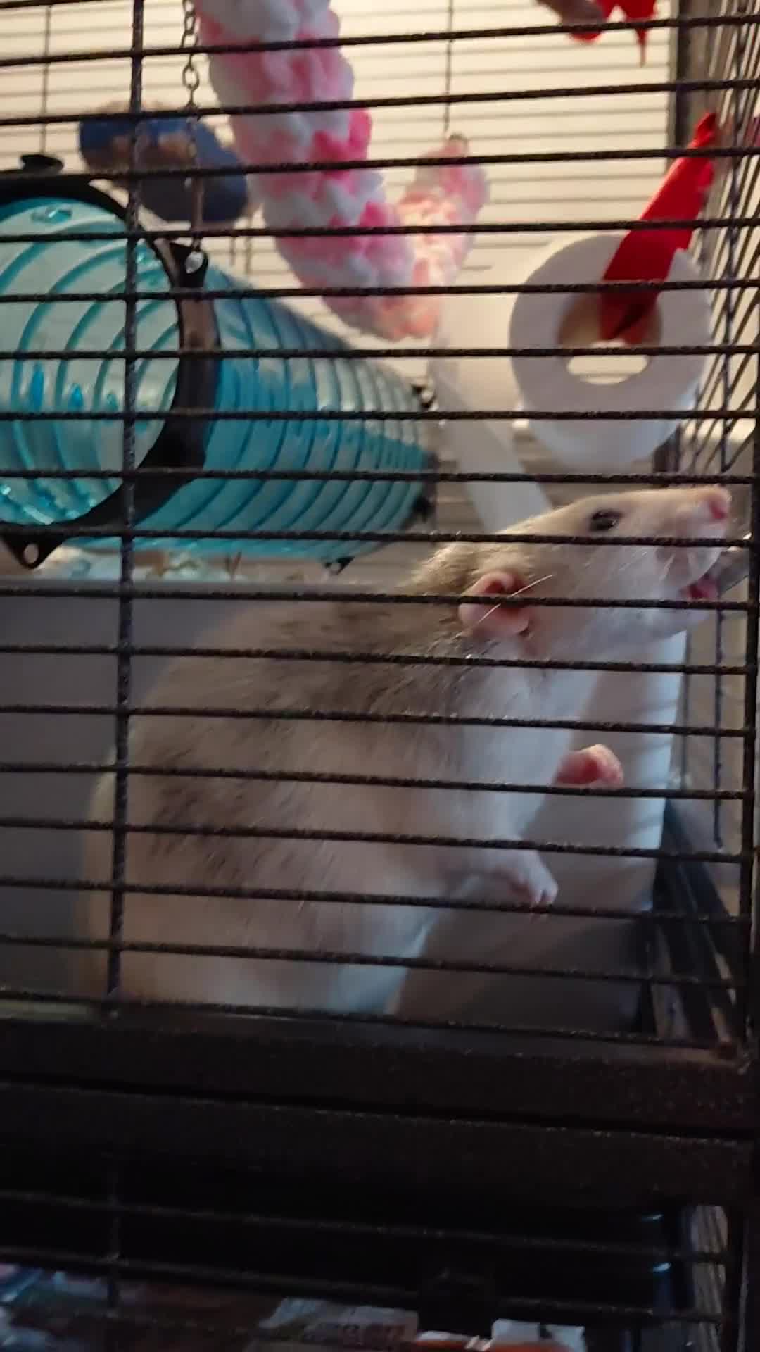 Rat rodents for sale: 2 male rats - Video 1