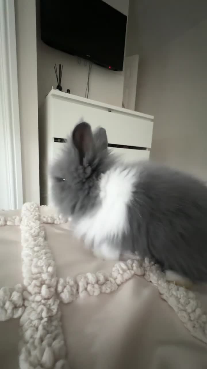 Lionhead rabbits for sale: 4 Baby bunnies looking for their forever home. in Livingston - Video 2