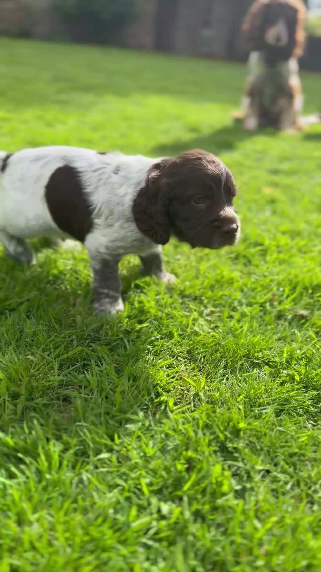 Cocker Spaniel dogs for sale: Beautiful working cocker spaniels - Video 1