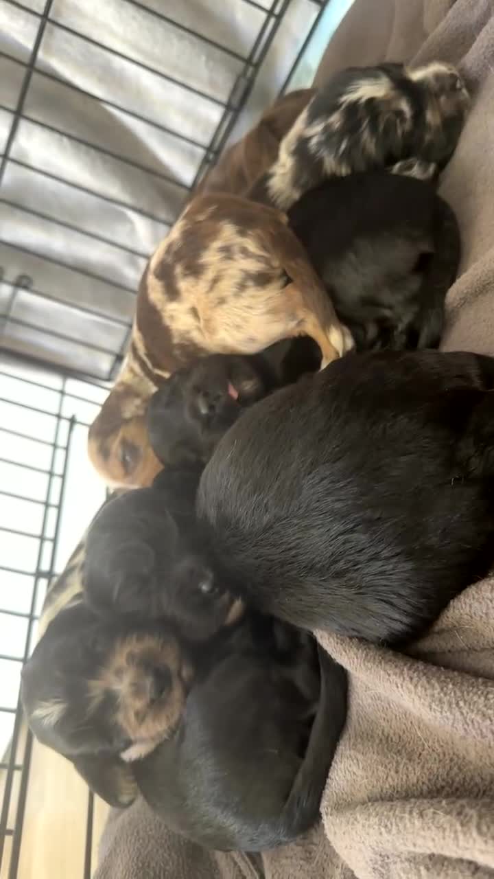 Cocker Spaniel dogs for sale: Beautiful Male Cocker Spaniel Puppies - Video 1