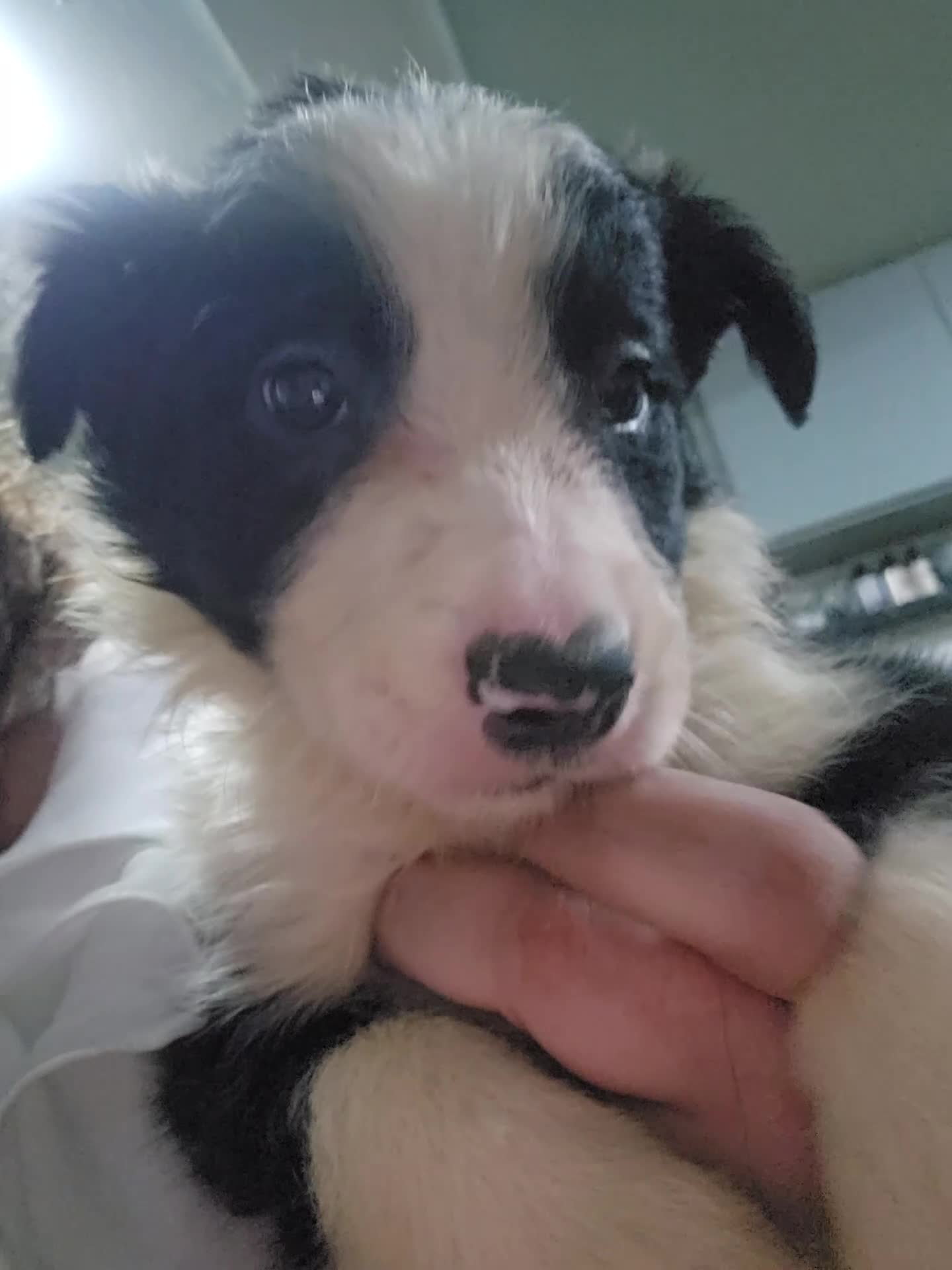 Border Collie dogs for sale: READY NOW - 2 MALE Border Collie Pups left - Video 2