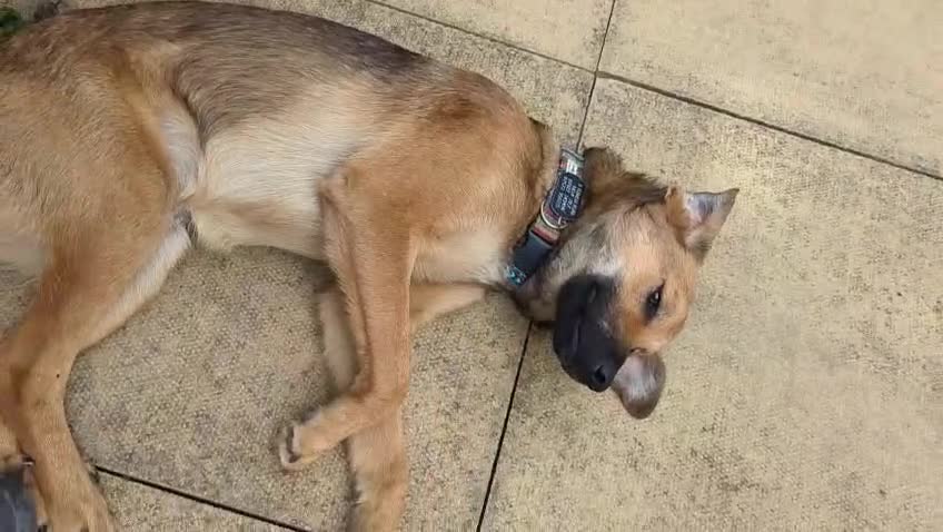 Mixed Breed dogs for sale: Marius is looking for his forever home 💙  in Manchester - Video 1