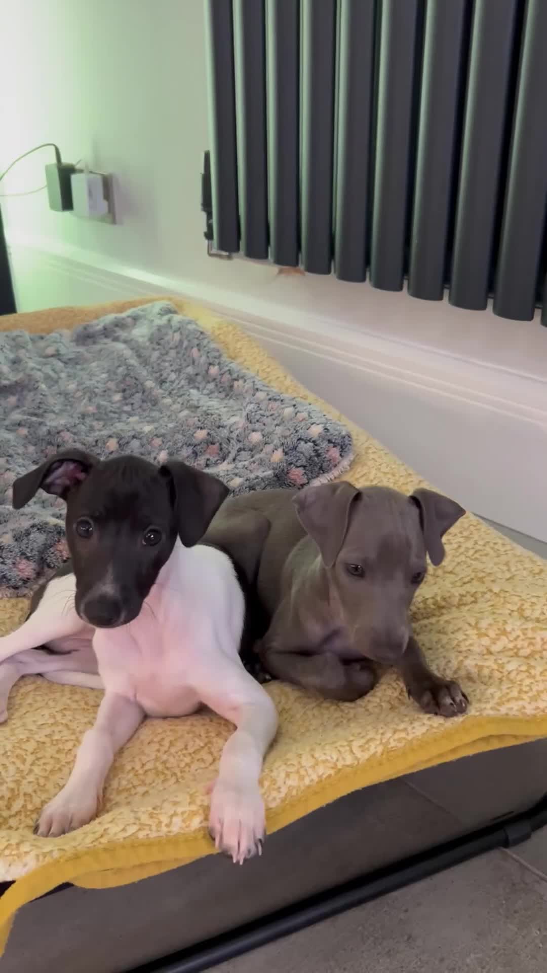 Italian Greyhound dogs for sale: Beautiful Italian greyhound puppies  - Video 1