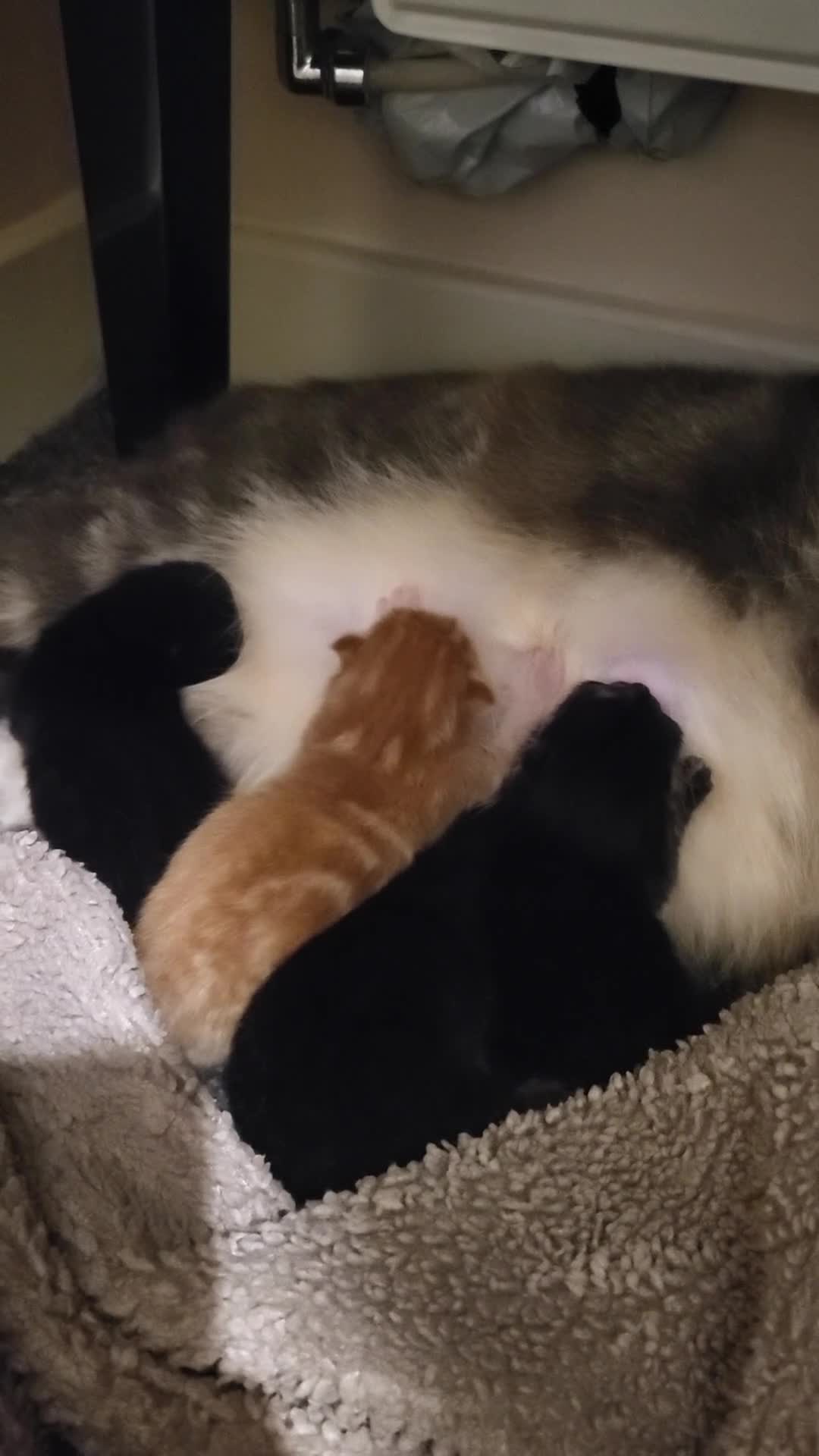 Mixed Breed cats for sale: Beautifully Stunning Kittens! - Video 1