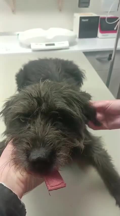 Mixed Breed dogs for adoption: ROCKY – Gentle, Resilient & Ready for Love 🐾 - Video 1