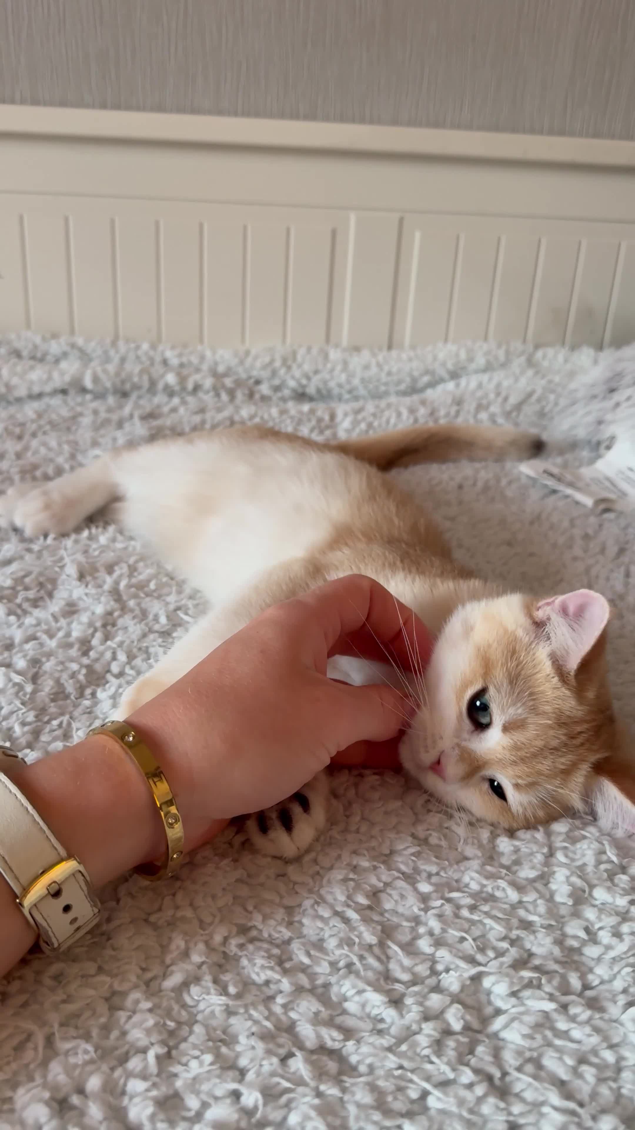 British Shorthair cats for sale: 🧡 Exceptional golden British shorthair kittens 🧡 - Video 1
