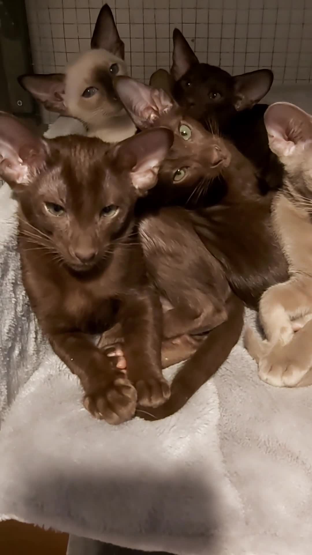 Oriental cats for sale: Full Pedigree Oriental 6 Kittens XL size ears GCCF - Video 1