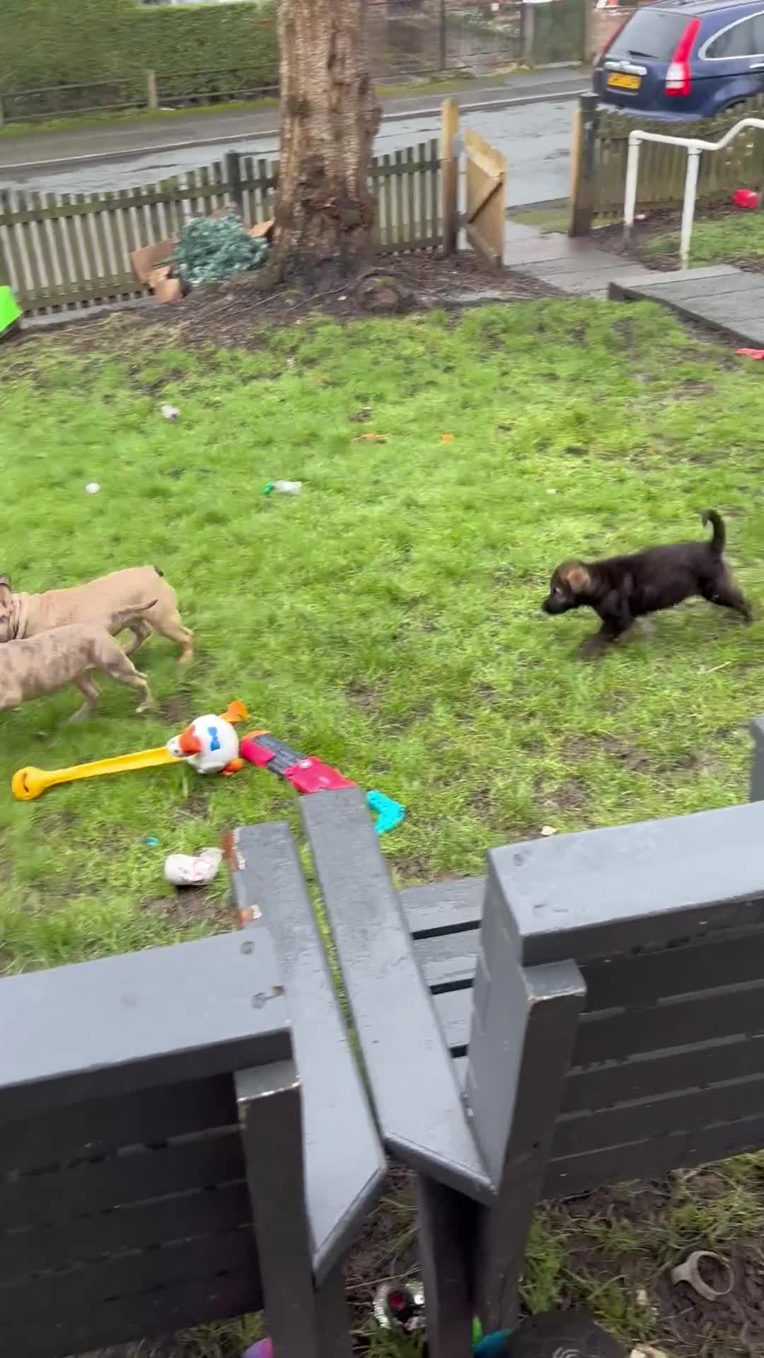 French Bulldog dogs for sale: French bulldog  in Huddersfield - Video 1