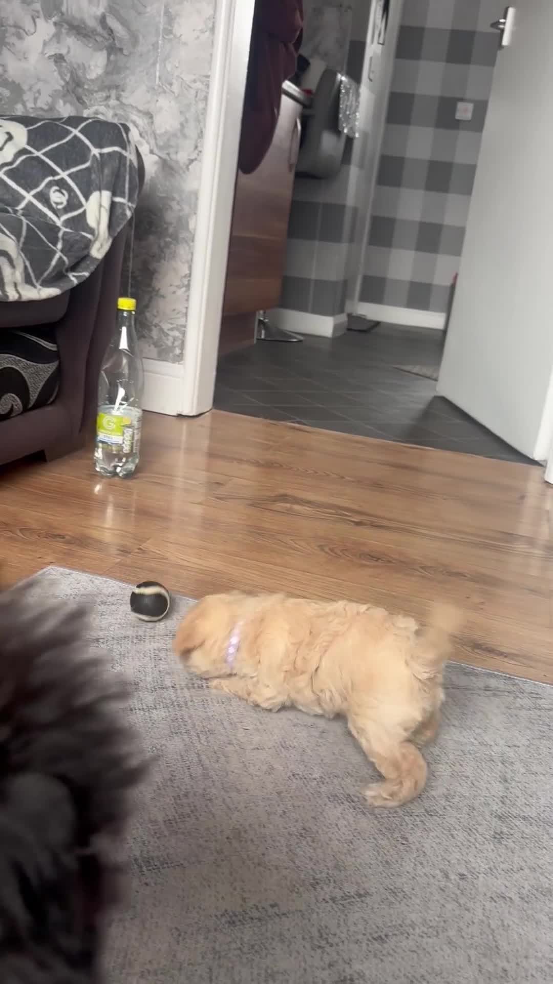 Jackapoo dogs for sale: Jackapoo’s - Video 4
