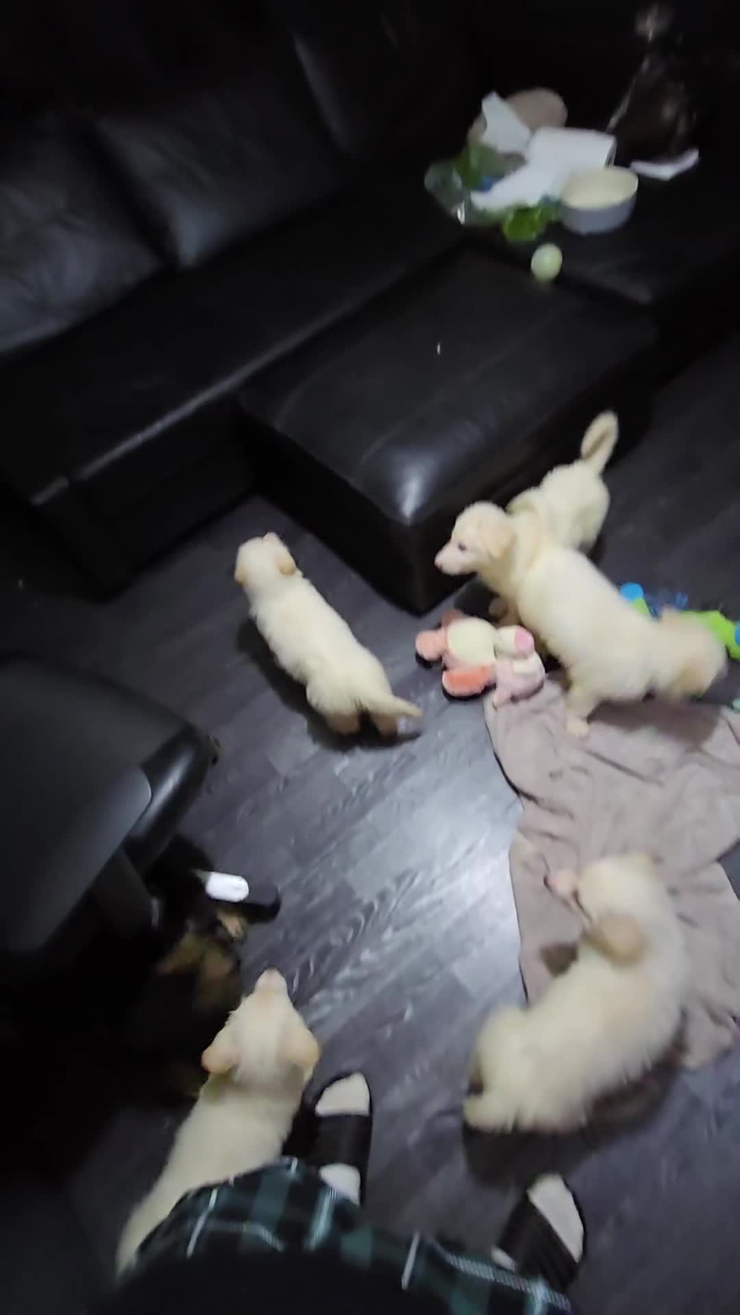 German Shepherd dogs for sale: Last 2 looking for their forever home - Video 1