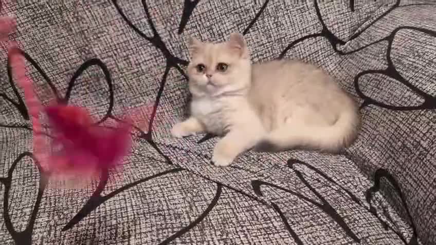 British Shorthair cats for sale: Little funny adorable girl  - Video 1