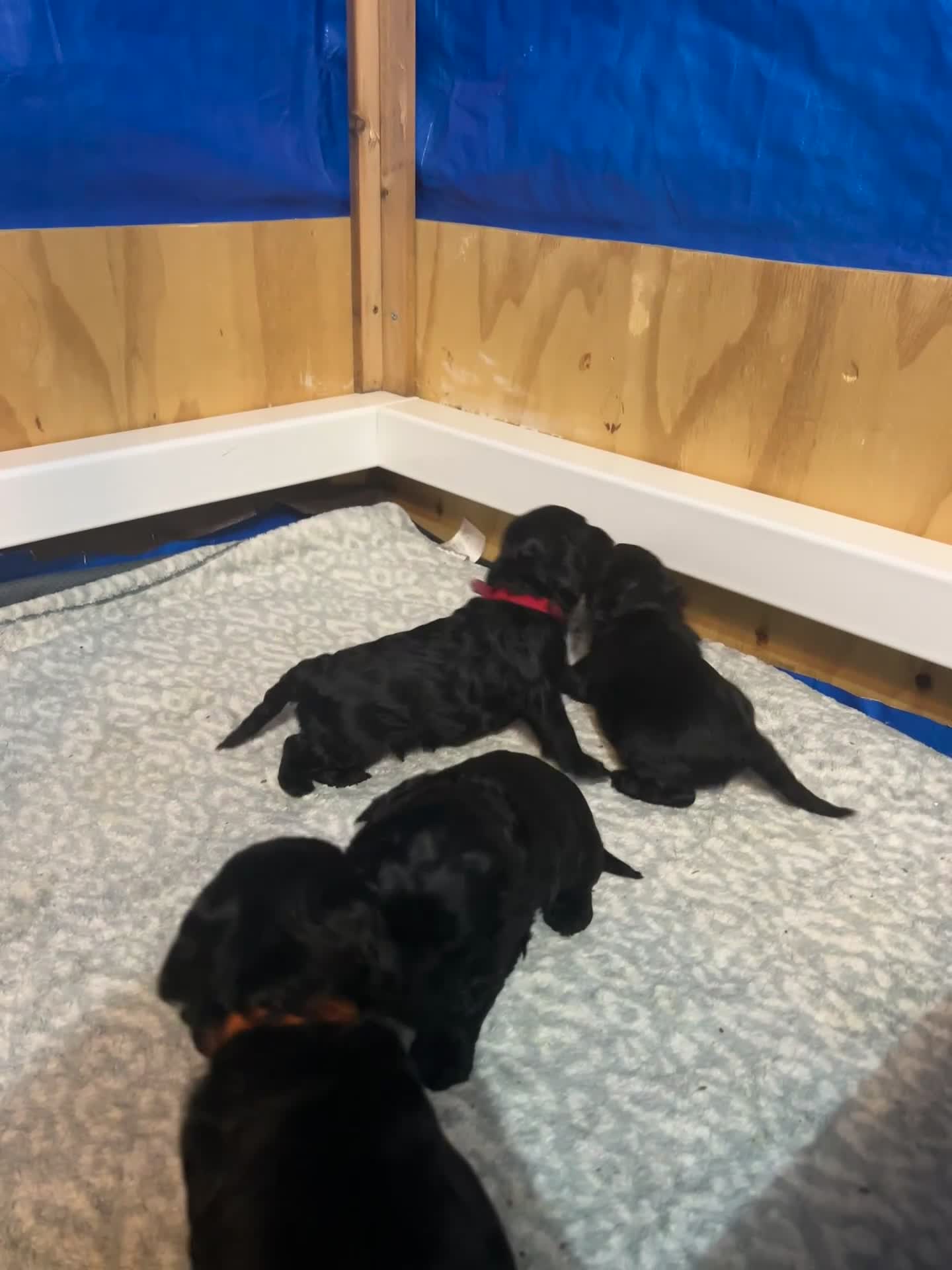 Cockapoo dogs for sale: 🐾 only one girl left F2 Cockapoo Puppies 🐾 - Video 2