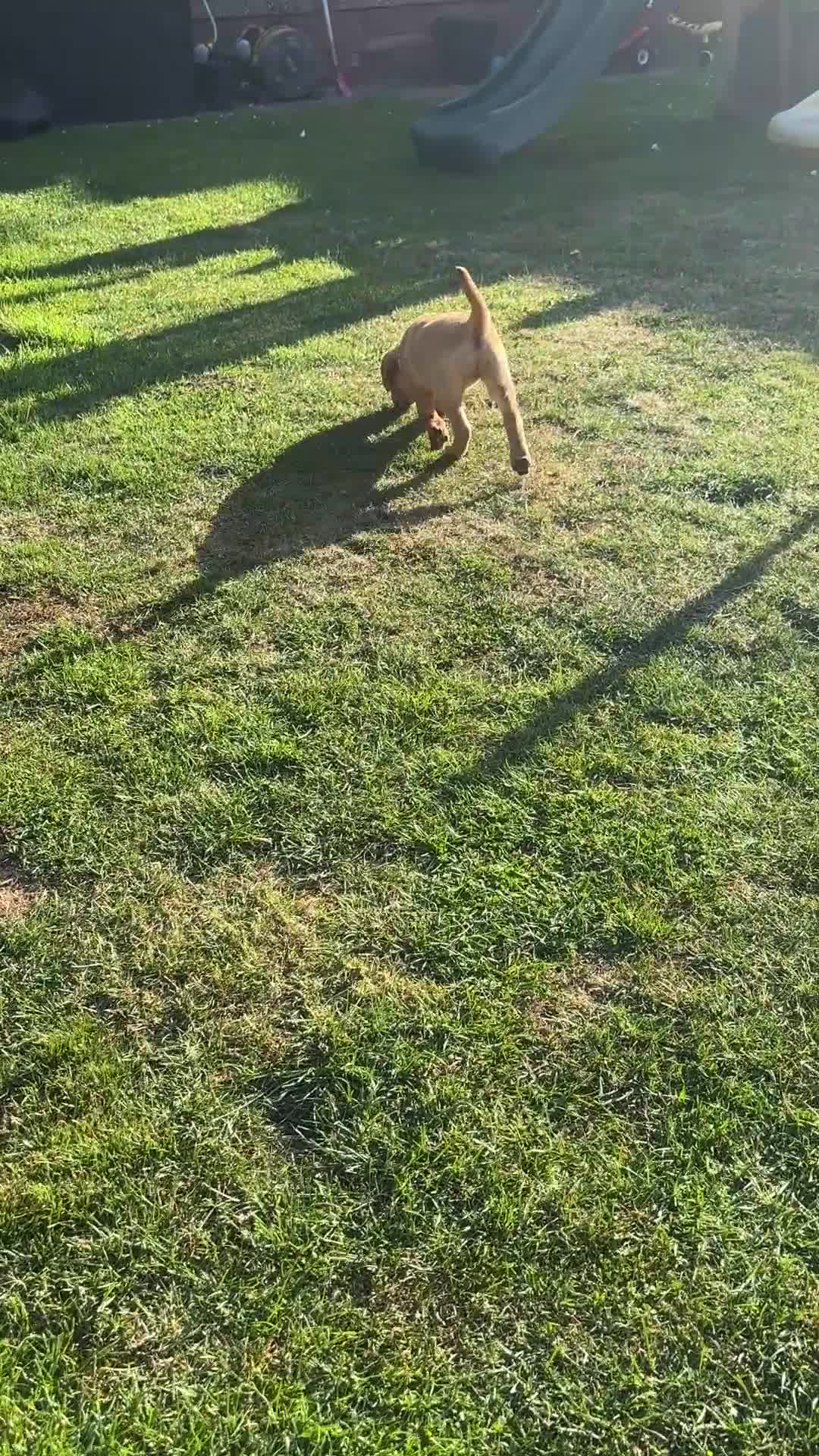 Labrador Retriever dogs for sale: KC registered Fox Red Labrador Puppies - Video 3