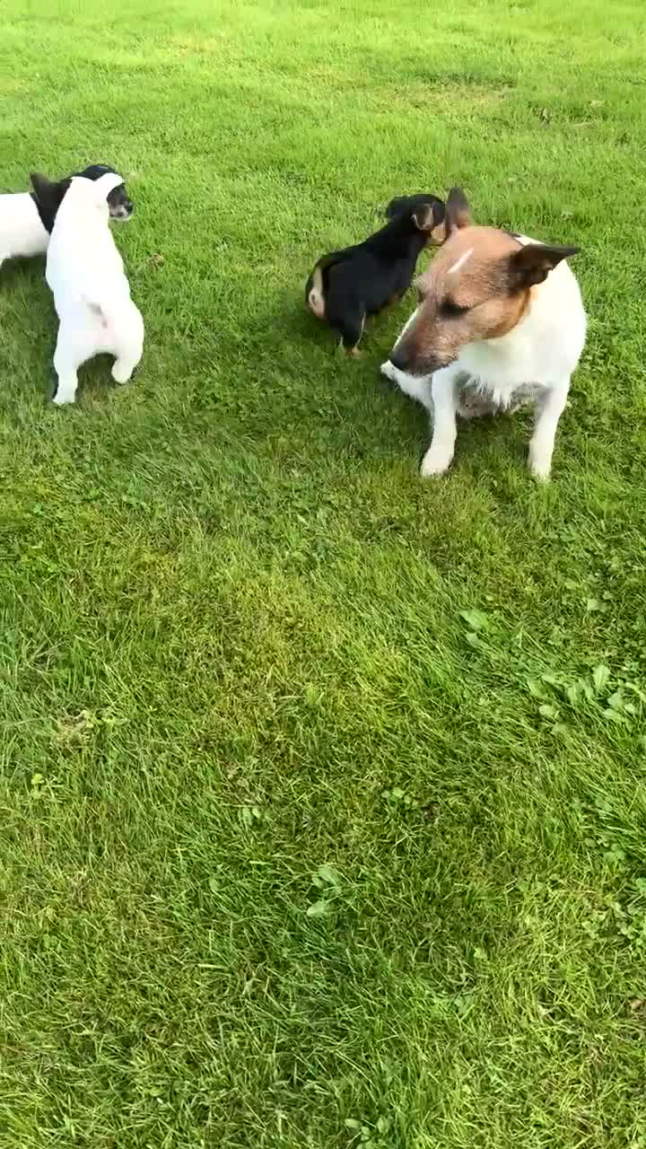 Jack Russell dogs for sale: jackrussell in Aberystwyth - Video 1