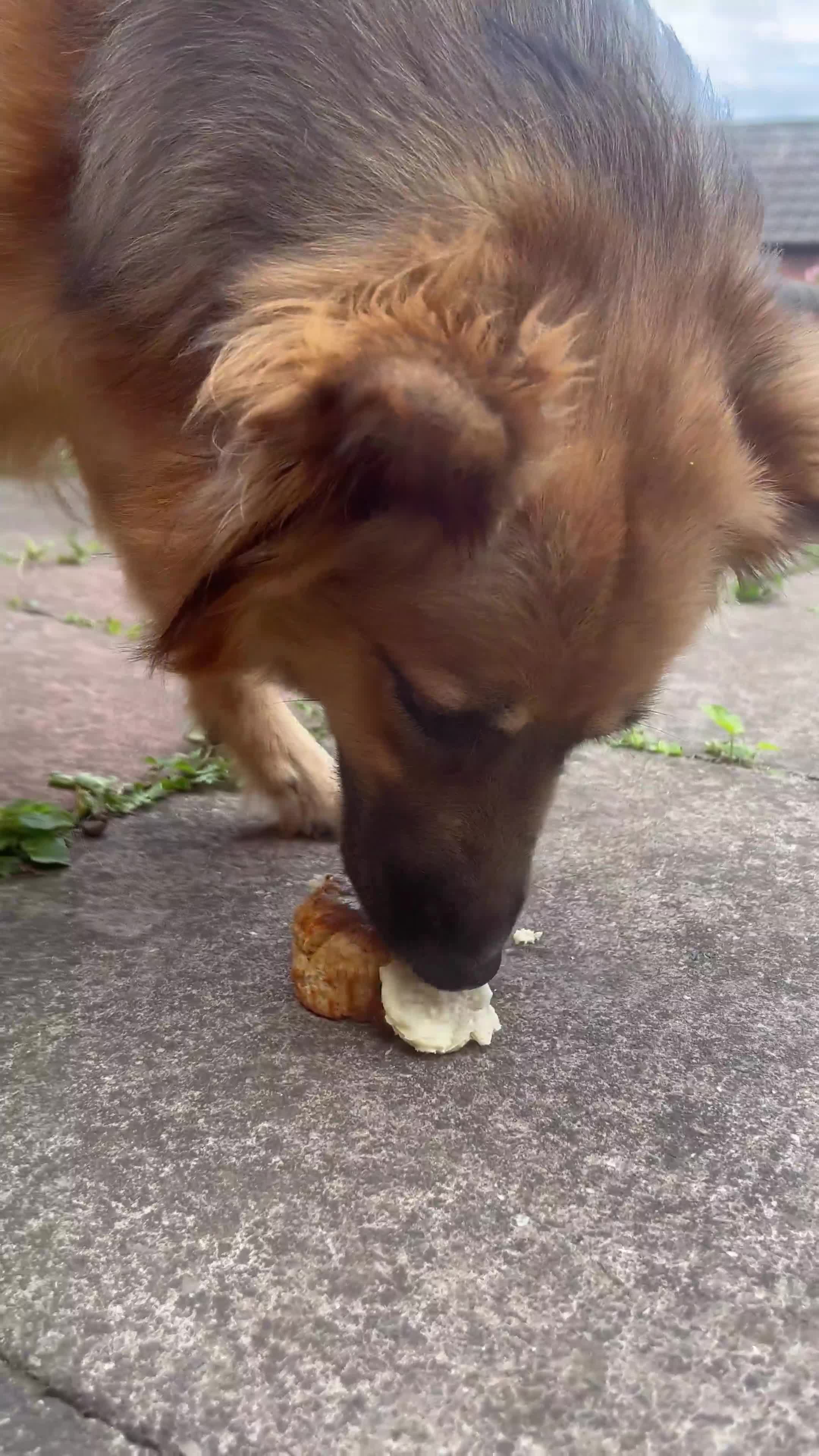 Mixed Breed dogs for sale: German Shepherd cross seeking forever home - Video 1
