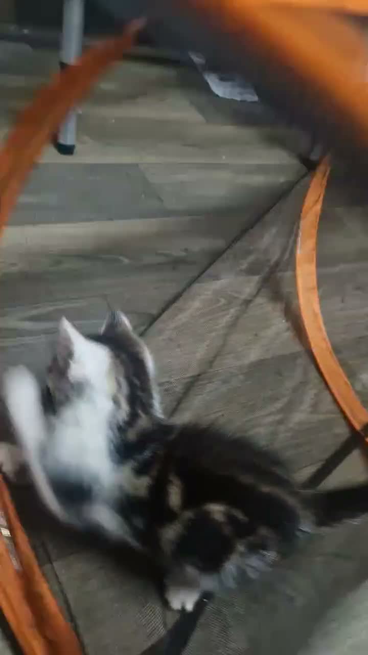 Mixed Breed cats for sale: 2 brothers ready to find a new gome  - Video 3