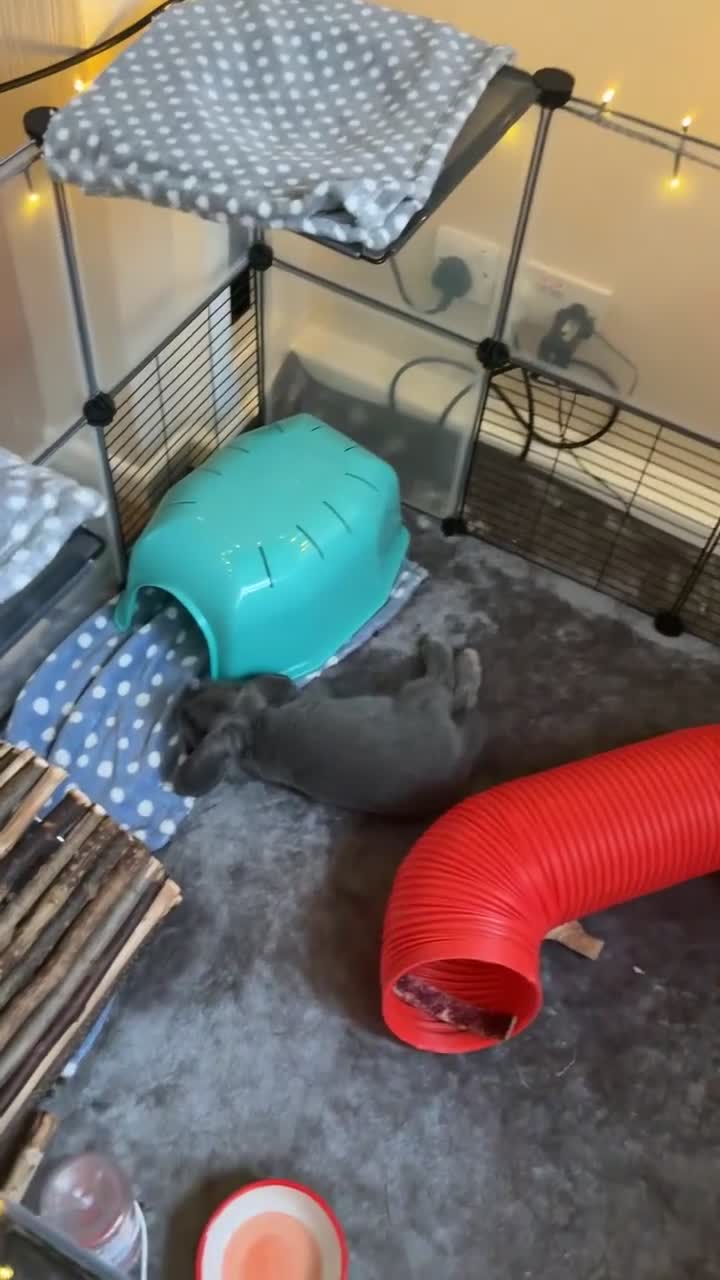 Mini Lop rabbits for sale: Mini lop male rabbit for sale  - Video 2