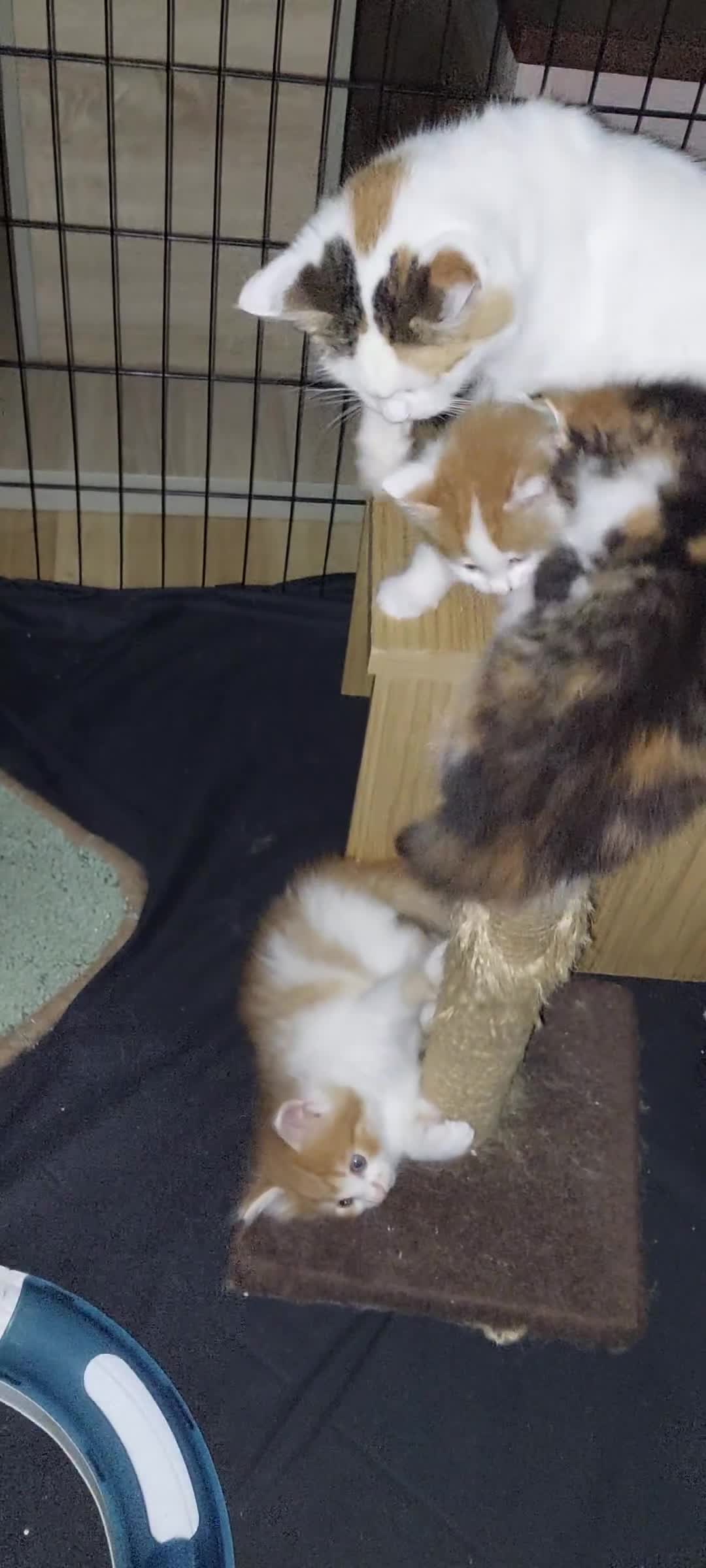 Mixed Breed cats for sale: 3 fluffy kittens - Video 3