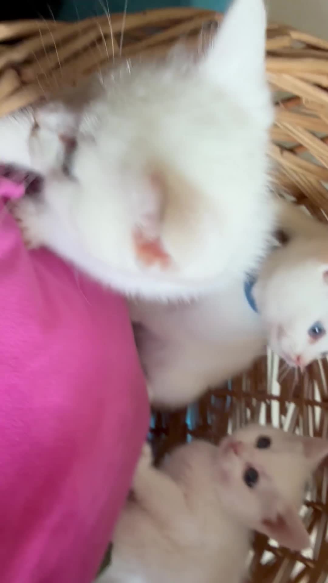 Ragdoll cats for sale: Ragdoll x ragdoll bsh male and female £275 8wk - Video 1