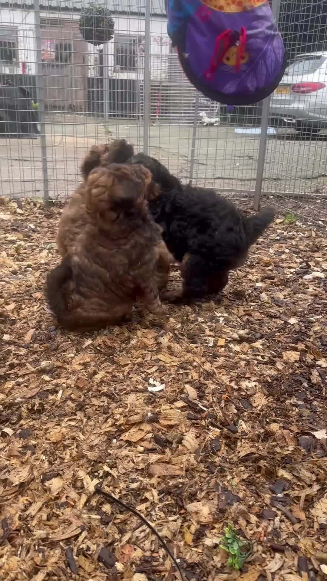 Mixed Breed dogs for sale: Wow real life teddy bears 🧸  - Video 1