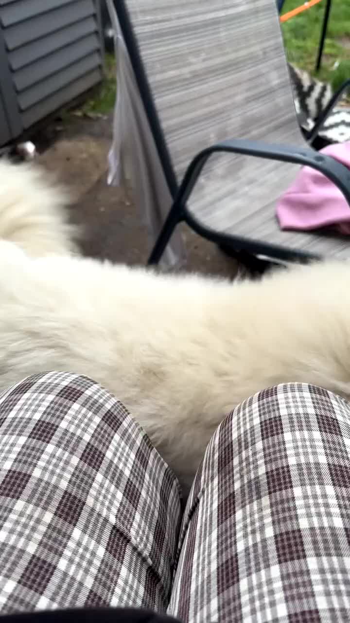 Samoyed dogs for sale: Talkative loveable male Samoyed  - Video 3