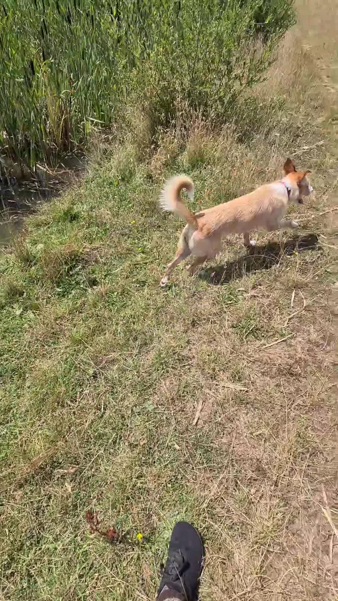 Mixed Breed dogs for sale: Lovely bulgarian crossbreed - Video 4