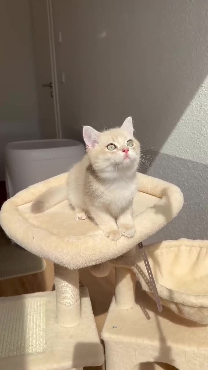 British Shorthair cats for sale: Loving Lilac Golden British Shorthair Boy - Video 1