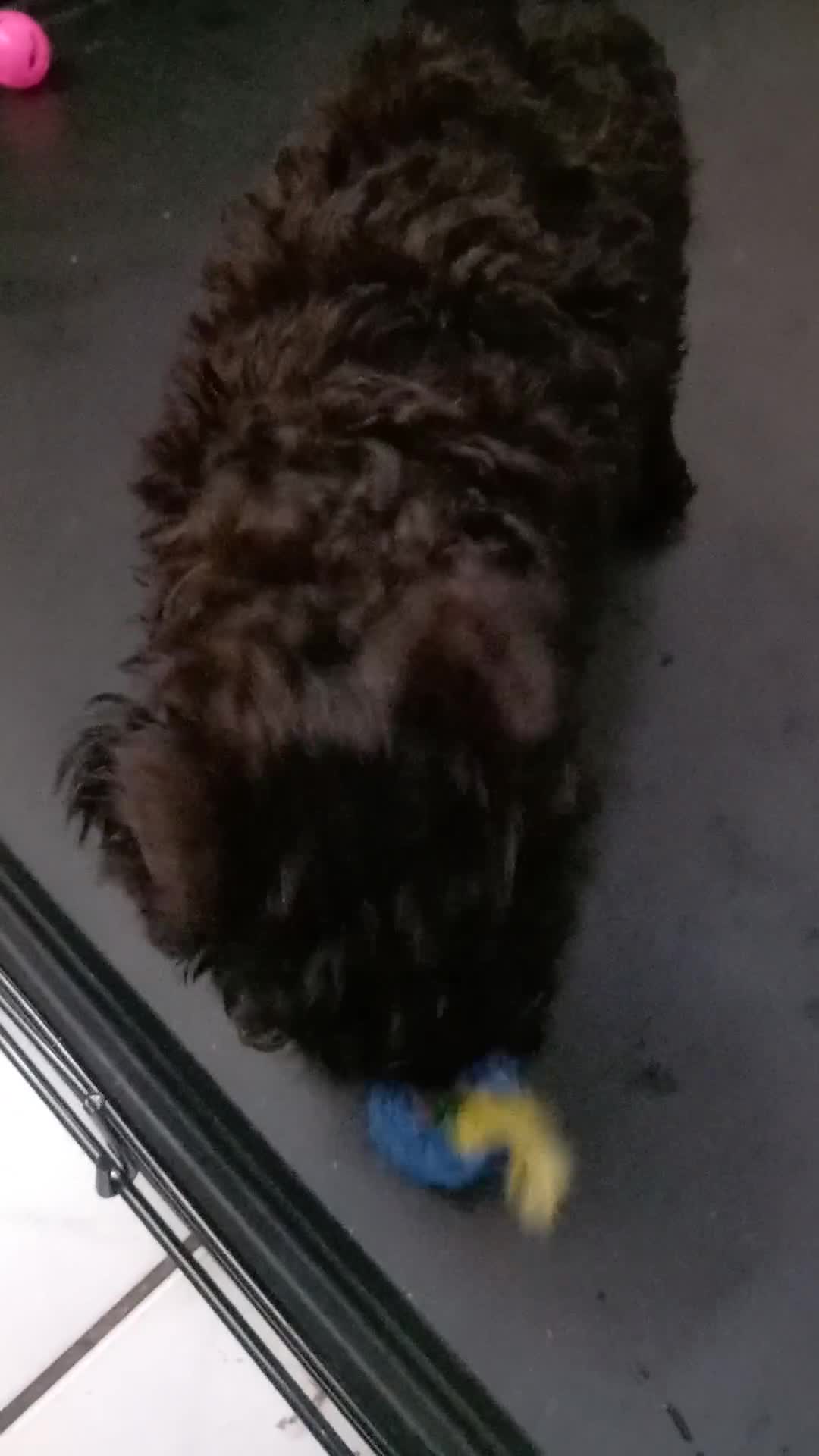 Cavapoo dogs for sale: 1 black male puppy ready to leave now - Video 1