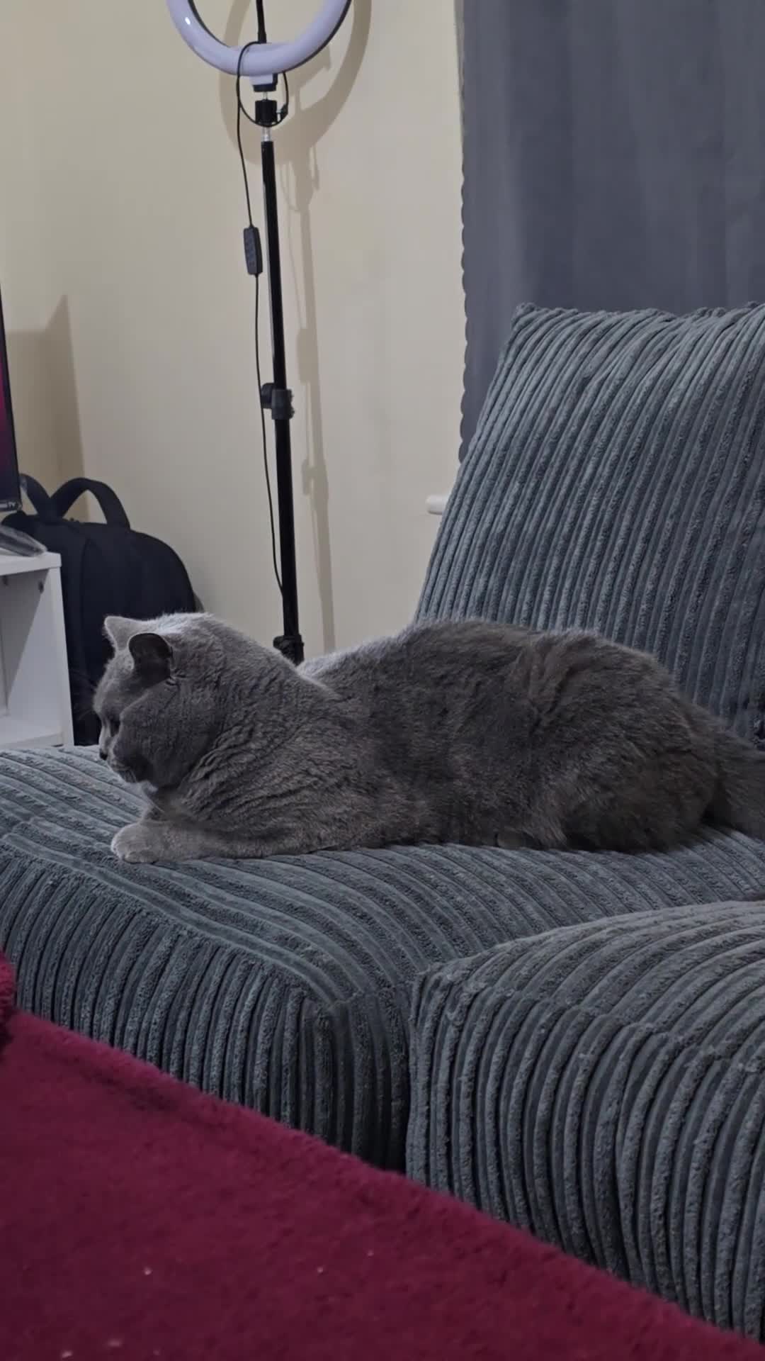 British Shorthair cats for sale: British shorthair 13 months old in Manchester - Video 1