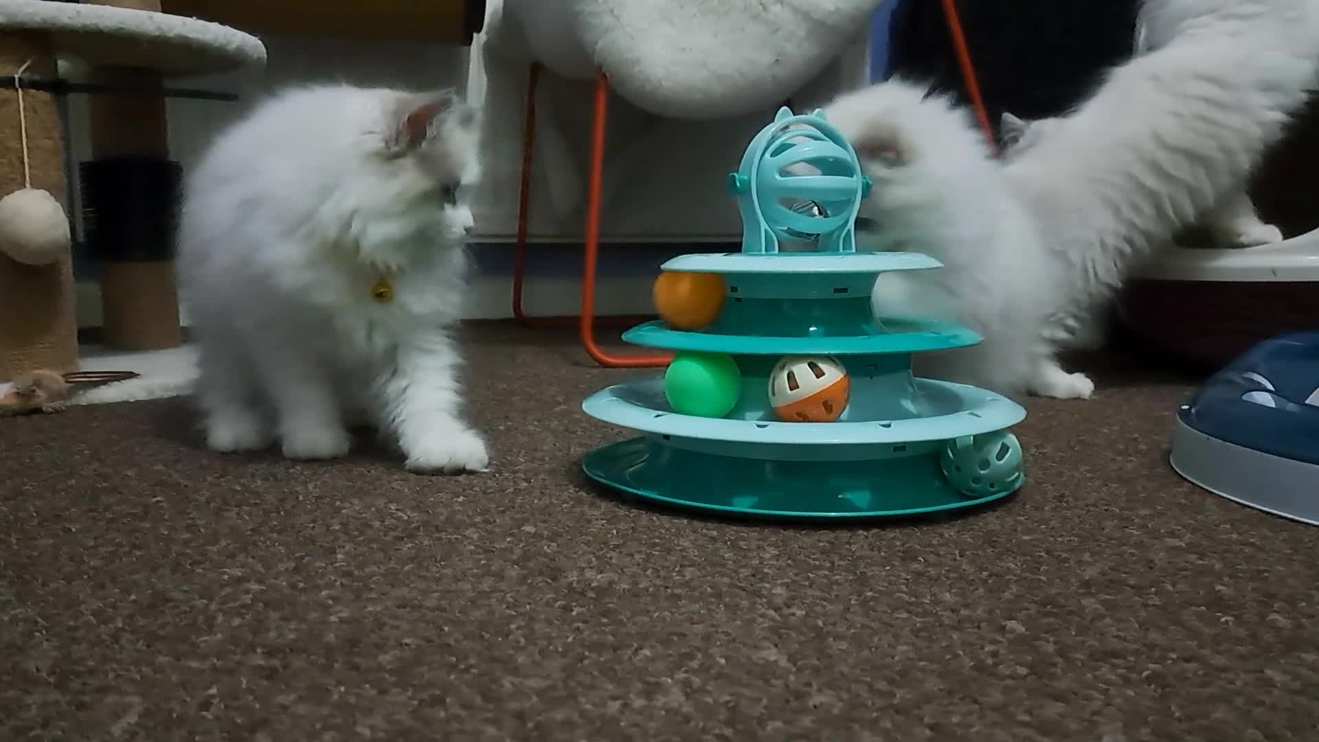 Ragdoll cats for sale: Pure Breed GCCF REG beautiful kittens - Video 1