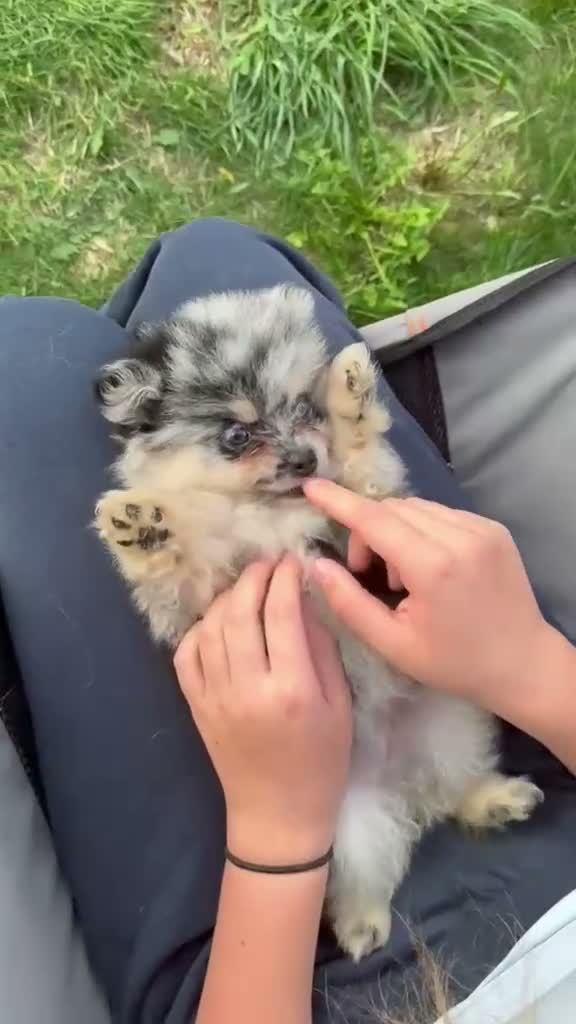 Pomeranian dogs for sale: 🩷 Chocolate merle girl, 🩵 blue eye Merle boy - Video 2