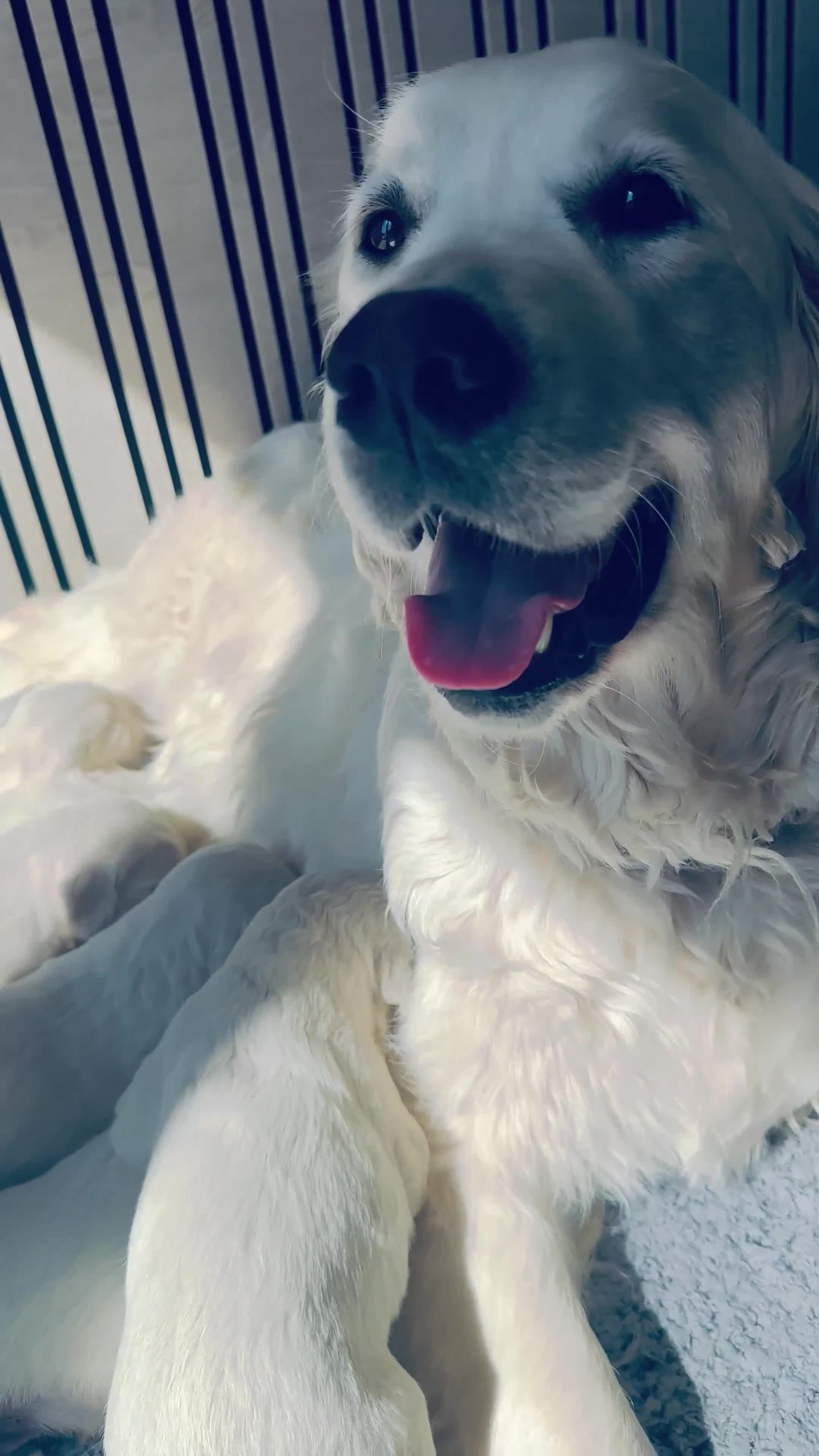 Golden Retriever dogs for sale: Cream Golden Retrievers for Sale - Video 2