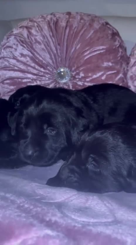 Goldador dogs for sale: Gorgeous Black Goldador Pups - Video 1