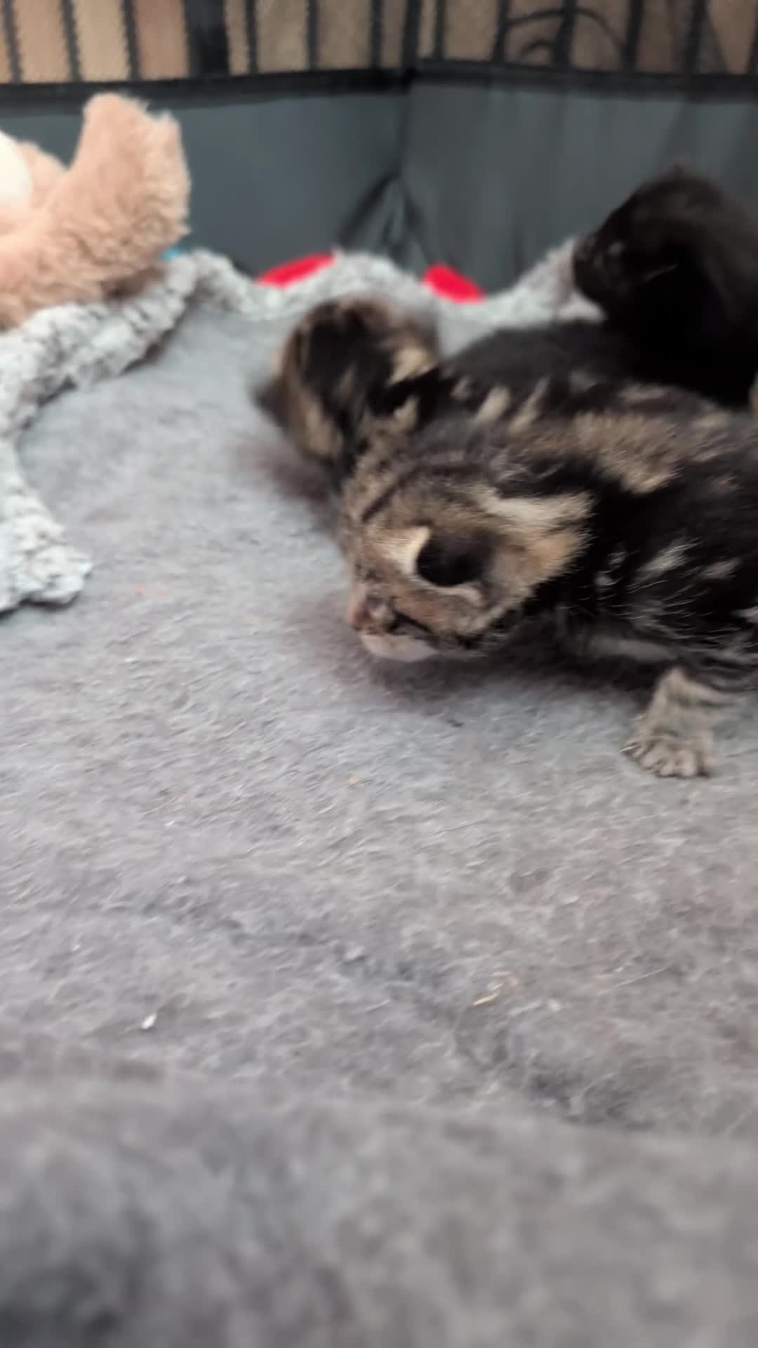 Mixed Breed cats for sale: Mixed Maine Coon Kittens  - Video 3