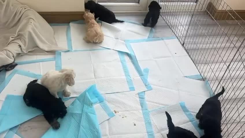 Cockapoo dogs for sale: Adorable F1 cockapoo puppies  - Video 1